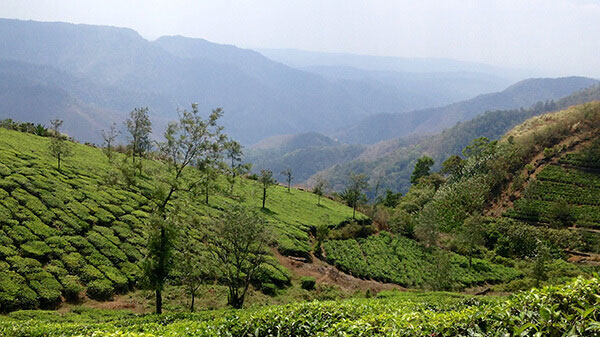 Birth of AVT Group - 100 hectares of grassland in Pasuparai, Tamil Nadu