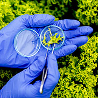 Our Division – Plant Biotechnology