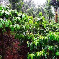 Our Division - Plantations