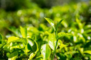  #AVTFAQs: Top 10 Tea Producing Regions in the World