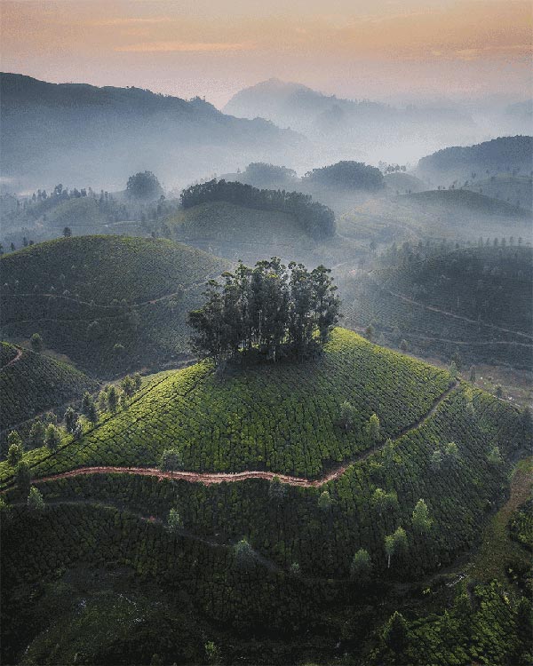 Picturesque Tea Plantations You Must Visit by AVT Beverages