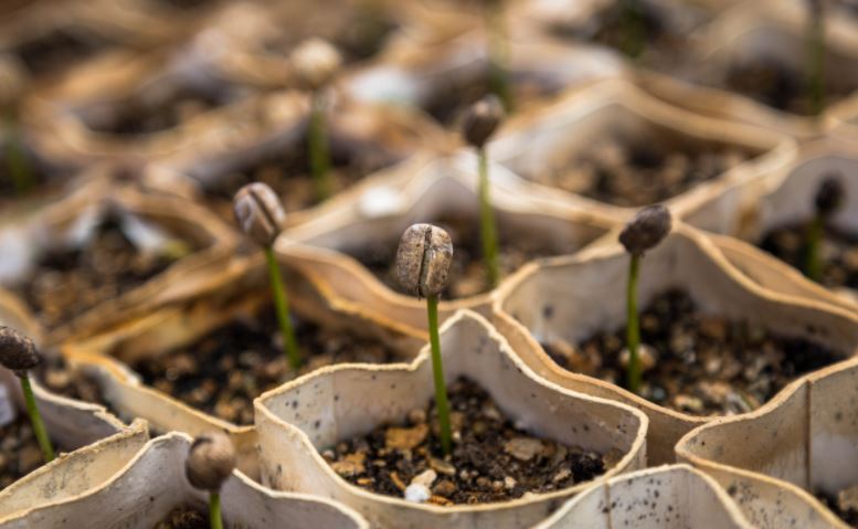 How to grow coffee at home