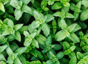  8 Surprising Benefits of Spearmint Tea