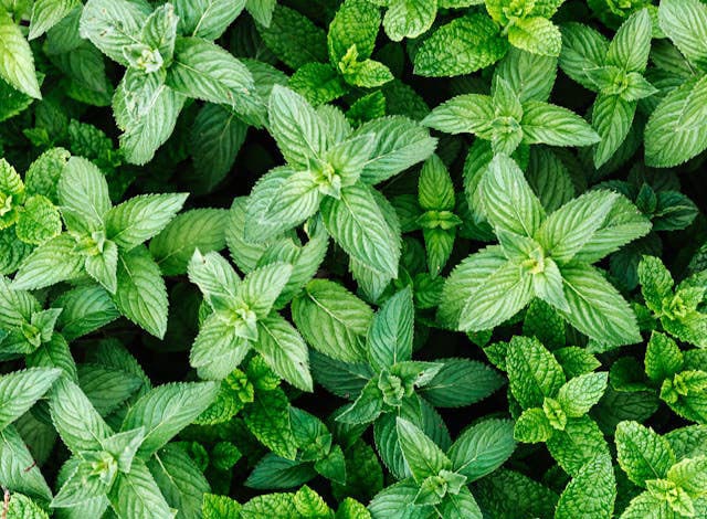 8 Surprising Benefits of Spearmint Tea